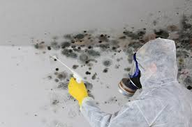 Trusted Mountain City, GA Mold Removal Services Experts